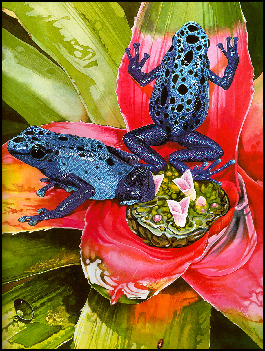 Frogs Sing Songs (07),绘本,绘本故事,绘本阅读,故事书,童书,图画书,课外阅读